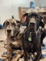 Lil Grey, a female Great Dane for sale in Pembroke, VA – 7 of 7