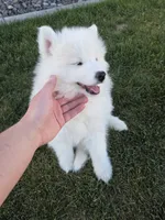 Jasmine, a female Samoyed for sale in Santaquin, UT – 3 of 8