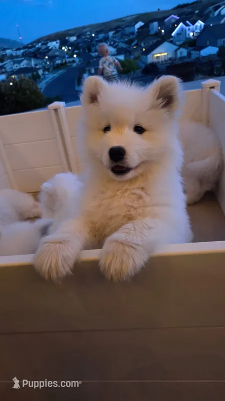 Bear – Samoyed puppy for sale in Santaquin, UT