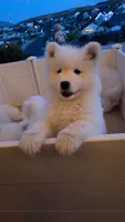 Bear, a male Samoyed for sale in Santaquin, UT – 4 of 7