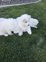 Connie, a female Samoyed for sale in Santaquin, UT – 6 of 6