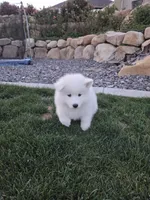 Bear, a male Samoyed for sale in Santaquin, UT – 3 of 7