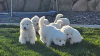 Jasmine, a female Samoyed for sale in Santaquin, UT – 6 of 8