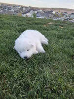 Jasmine, a female Samoyed for sale in Santaquin, UT – 8 of 8