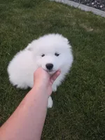 Shadow, a female Samoyed for sale in Santaquin, UT – 5 of 5