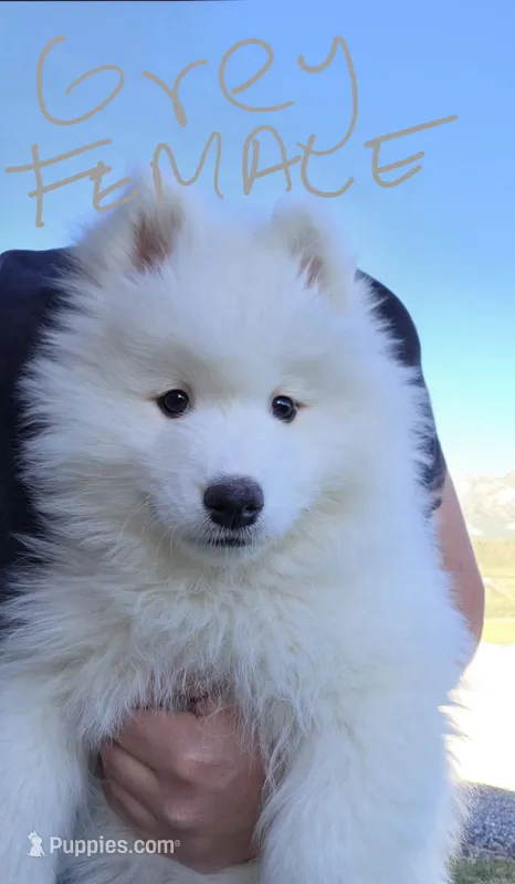 Connie – Samoyed puppy for sale in Santaquin, UT