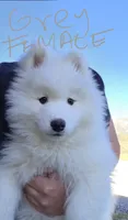 Connie, a female Samoyed for sale in Santaquin, UT – 1 of 6