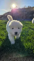 Jasmine, a female Samoyed for sale in Santaquin, UT – 5 of 8