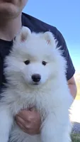 Connie, a female Samoyed for sale in Santaquin, UT – 2 of 6