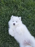 Shadow, a female Samoyed for sale in Santaquin, UT – 3 of 5