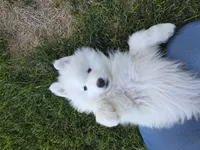 Connie, a female Samoyed for sale in Santaquin, UT – 4 of 6