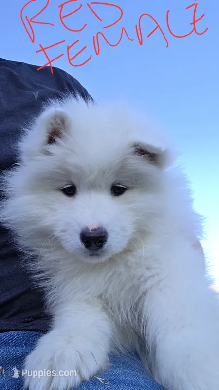 Shadow – Samoyed puppy for sale in Santaquin, UT