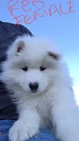 Shadow, a female Samoyed for sale in Santaquin, UT – 1 of 5