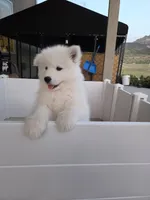 Bear, a male Samoyed for sale in Santaquin, UT – 2 of 7
