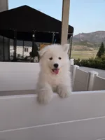 Bear, a male Samoyed for sale in Santaquin, UT – 7 of 7