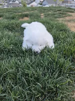 Jasmine, a female Samoyed for sale in Santaquin, UT – 7 of 8