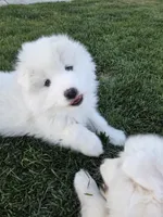 Connie, a female Samoyed for sale in Santaquin, UT – 5 of 6