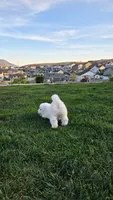Jasmine, a female Samoyed for sale in Santaquin, UT – 4 of 8