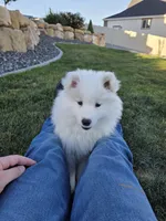 Jasmine, a female Samoyed for sale in Santaquin, UT – 2 of 8