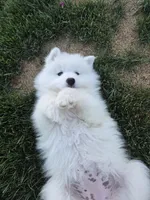 Shadow, a female Samoyed for sale in Santaquin, UT – 2 of 5