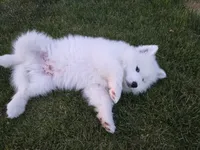 Bear, a male Samoyed for sale in Santaquin, UT – 5 of 7
