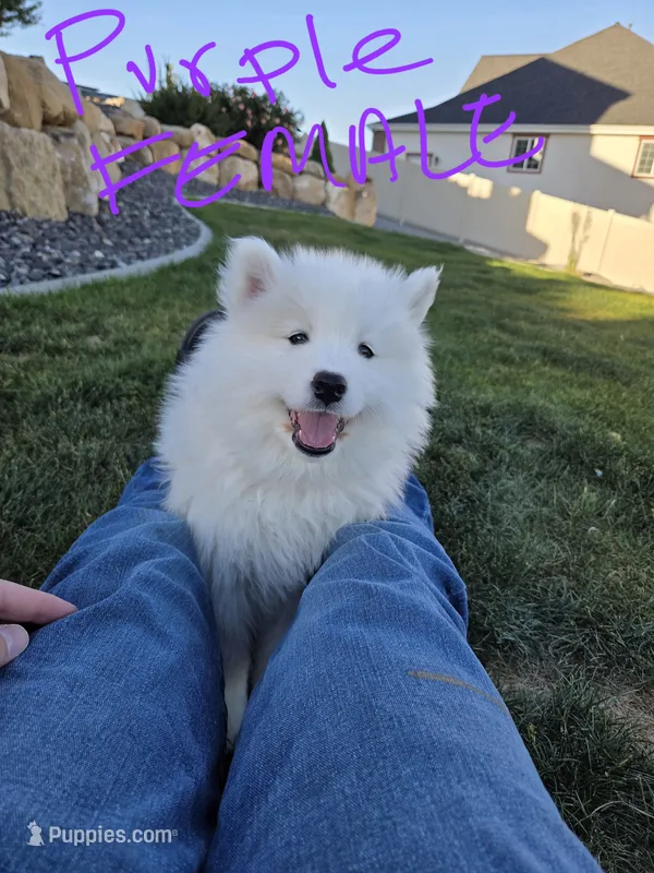 Jasmine – Samoyed puppy for sale in Santaquin, UT