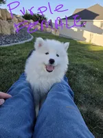 Jasmine, a female Samoyed for sale in Santaquin, UT – 1 of 8