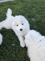Connie, a female Samoyed for sale in Santaquin, UT – 3 of 6