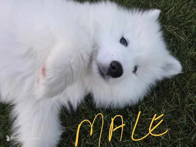 Bear, a male Samoyed for sale in Santaquin, UT – 1 of 7