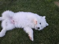 Bear, a male Samoyed for sale in Santaquin, UT – 6 of 7