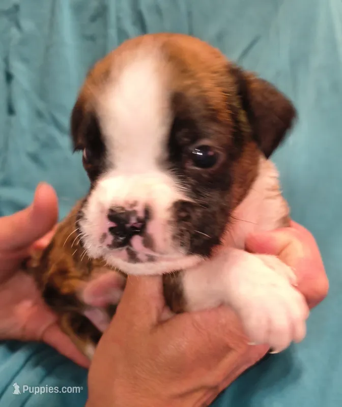 Oregano – Boxer puppy for sale in Downing, MO