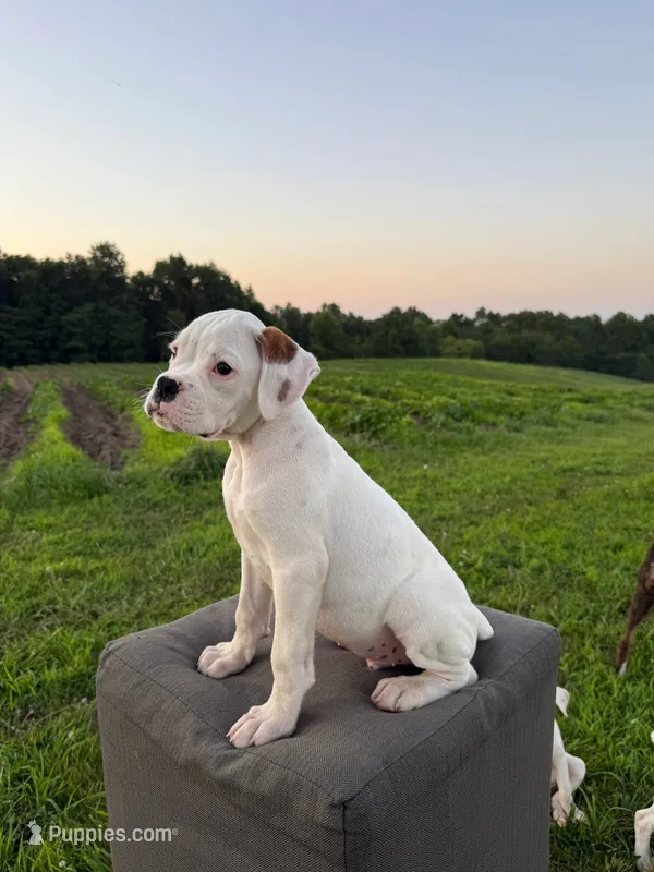 Chives – Boxer puppy for sale in Downing, MO