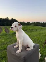 Chives, a male Boxer for sale in Downing, MO – 1 of 1