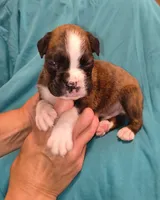 Basil, a male Boxer for sale in Downing, MO – 1 of 1