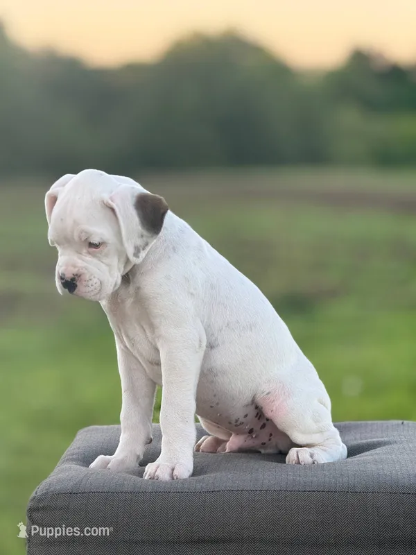 Marsh Mallow – Boxer puppy for sale in Downing, MO