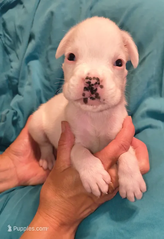 Peppermint – Boxer puppy for sale in Downing, MO