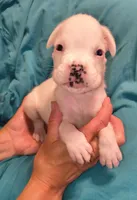 Peppermint, a male Boxer for sale in Downing, MO – 1 of 1