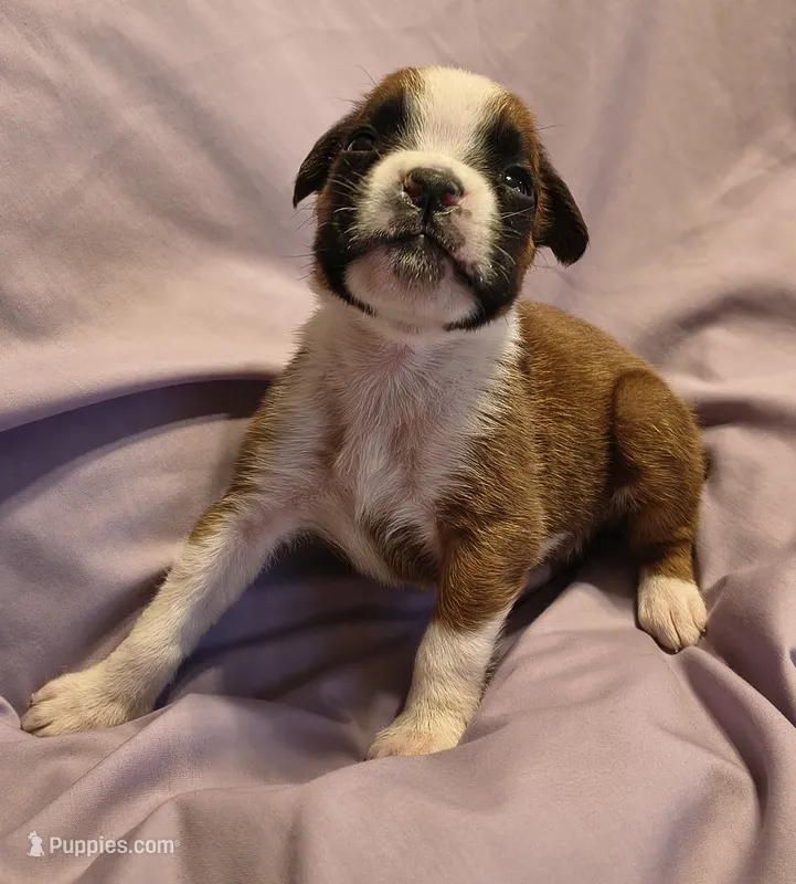 Sage – Boxer puppy for sale in Downing, MO