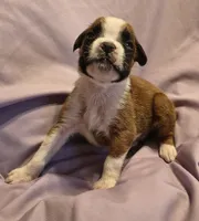 Sage, a female Boxer for sale in Downing, MO – 1 of 1