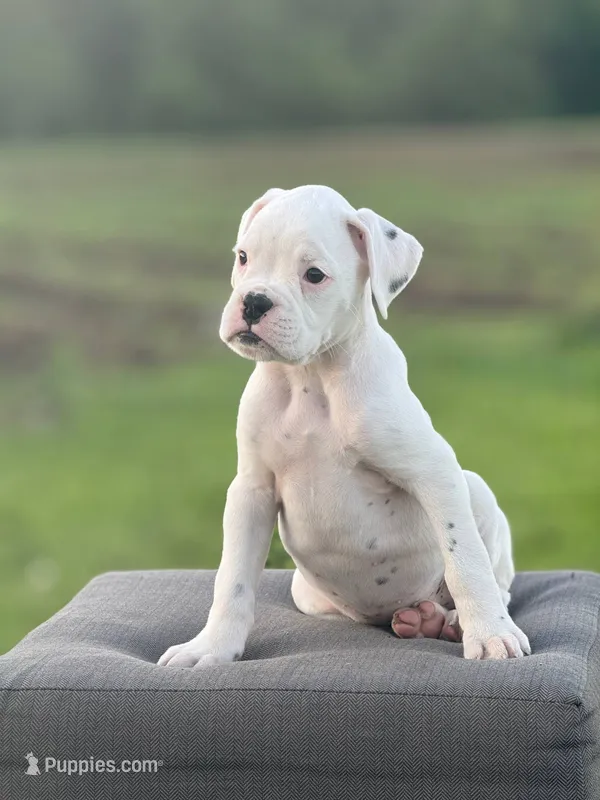 Spearmint – Boxer puppy for sale in Downing, MO