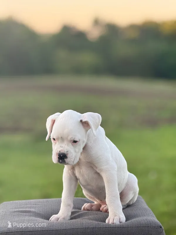 Thyme – Boxer puppy for sale in Downing, MO