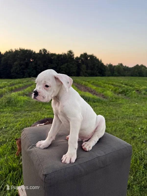 Thyme – Boxer puppy for sale in Downing, MO