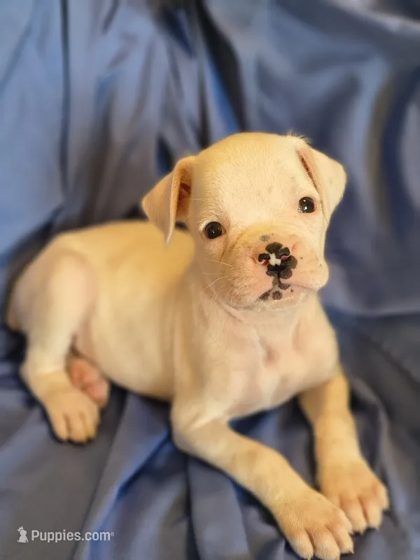 Thyme – Boxer puppy for sale in Downing, MO