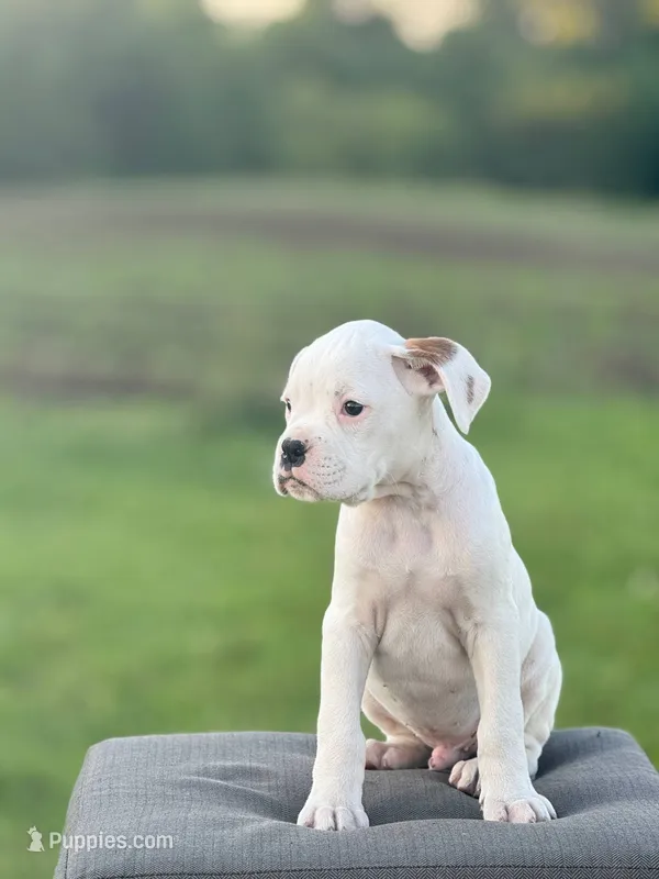 Chives – Boxer puppy for sale in Downing, MO
