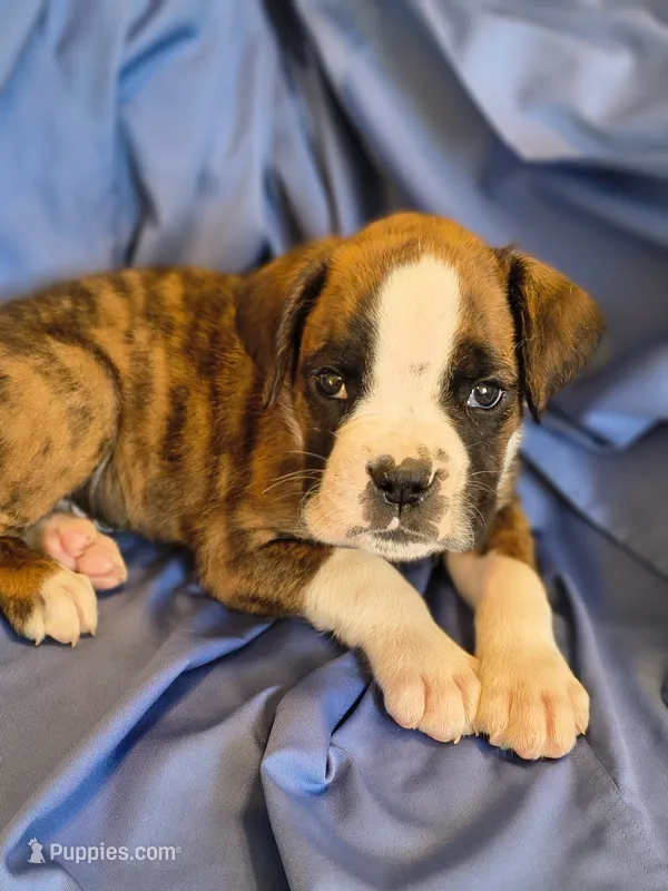 Bay – Boxer puppy for sale in Downing, MO