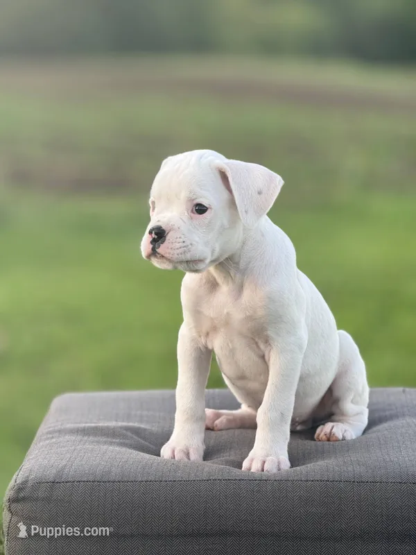 Peppermint – Boxer puppy for sale in Downing, MO