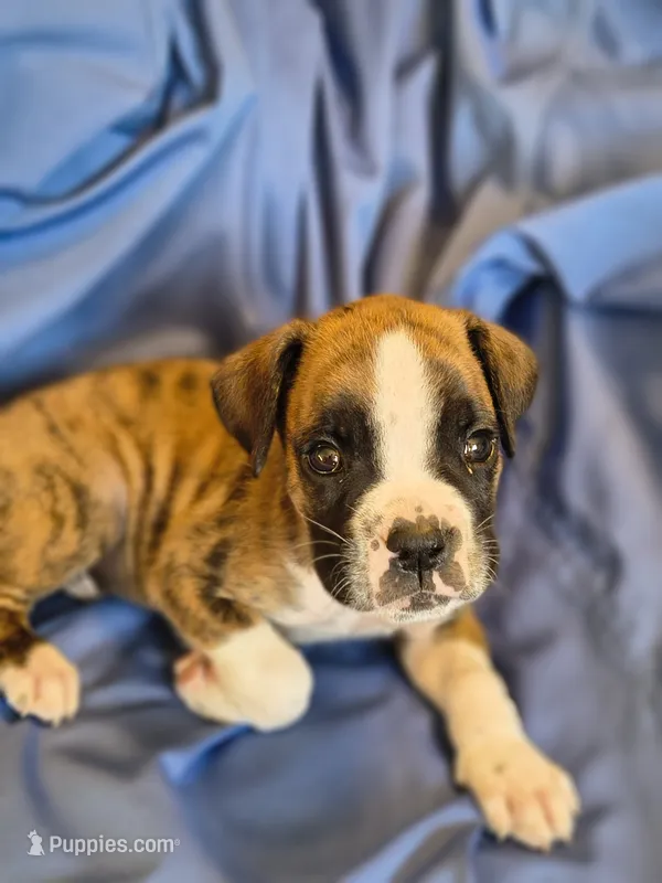 Oregano – Boxer puppy for sale in Downing, MO