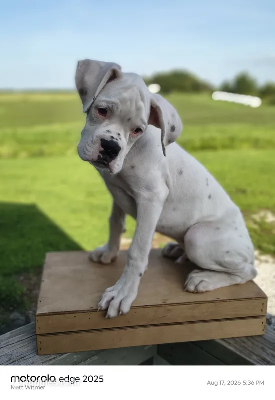 Thyme – Boxer puppy for sale in Downing, MO