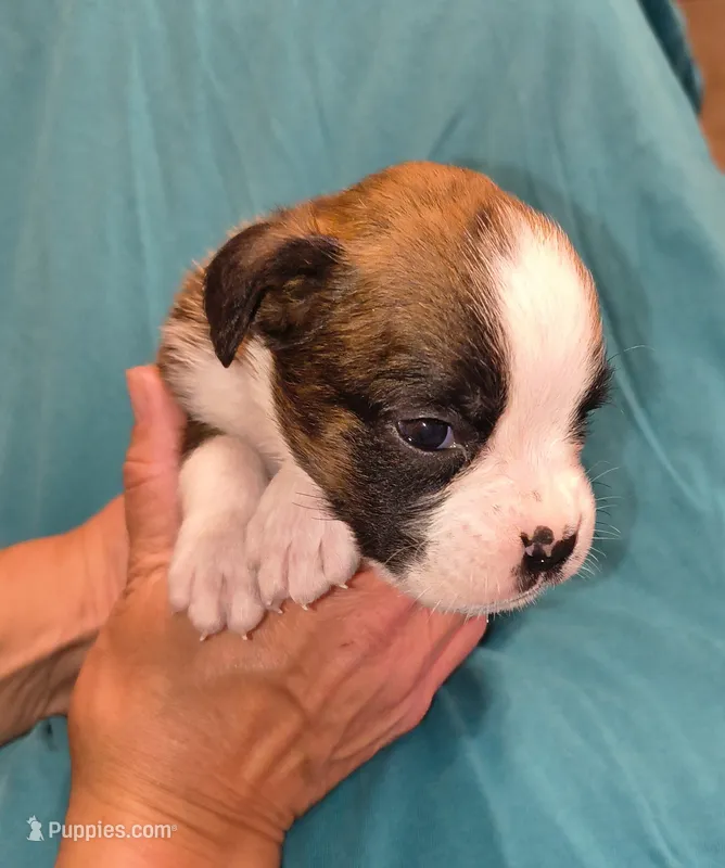 Bay – Boxer puppy for sale in Downing, MO