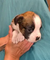 Bay, a male Boxer for sale in Downing, MO – 1 of 1